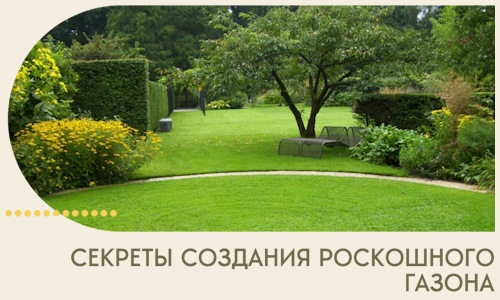 Секреты создания роскошного газона в Пушкине